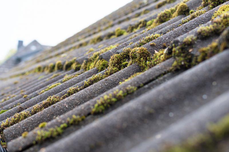 Increase Your Roof Moss Removal Business with an AI Driven, Targeted Website