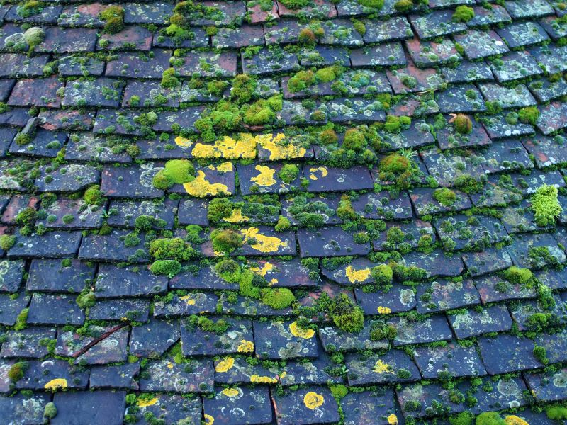 Roof Moss Removal Costs — Cost of Roof Moss Removal