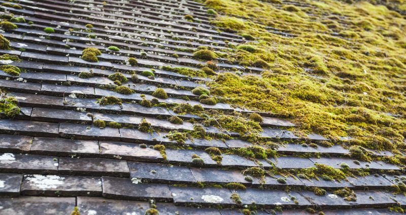 Roof Moss Removal Costs — Cost of Roof Moss Removal