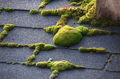 Remove Ugly Moss!
